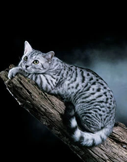 Images Dated 30th November 2007: European Silver Spotted Tabby Cat Lying on branch