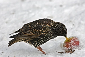 European Starling - in snow feeding on apple European Starling - in snow feeding on apple