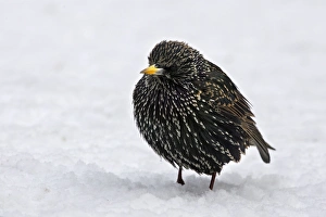 European Starling - in snow - fluffed up against cold European Starling - in snow - fluffed up against cold