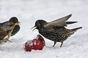 European Starlings - in snow feeding on apple European Starlings - in snow feeding on apple