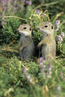 European Suslik / Souslik - 2 baby animals standing on back legs, alert European Suslik / Souslik - 2 baby animals standing on back legs, alert