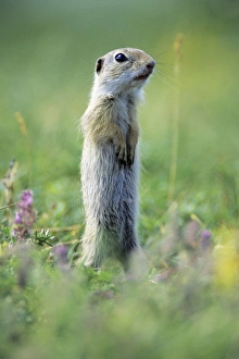 European Suslik / Souslik - animal standing on back legs, looking out for danger European Suslik / Souslik - animal standing on back legs, looking out for danger