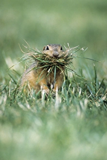 European Suslik / Souslik - female collecting grass to line burrow with European Suslik / Souslik - female collecting grass to line burrow with