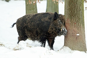 European Wild Pig / Boar - male scratching head against tree stem - in snow covered forest European Wild Pig / Boar - male scratching head against tree stem - in snow covered forest