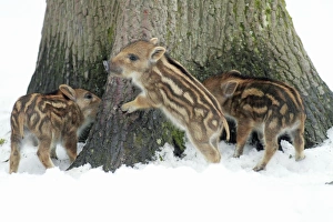 European Wild Pig / Boar - three piglets playing at base of tree stem European Wild Pig / Boar - three piglets playing at base of tree stem