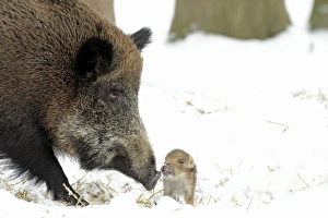 European Wild Pig / Boar - sow with baby piglet European Wild Pig / Boar - sow with baby piglet