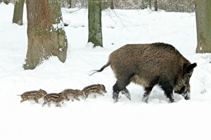 European Wild Pig / Boar - sow leading her four piglets though snow covered forest European Wild Pig / Boar - sow leading her four piglets though snow covered forest
