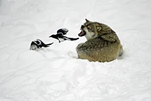 European Wolf - 2 magpies annoying resting wolf and being snarled at, winter European Wolf - 2 magpies annoying resting wolf and being snarled at, winter