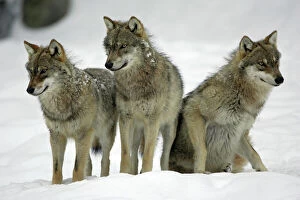 Images Dated 6th March 2006: European Wolf - 3 young animals looking alert in snow, winter Bavaria, Germany
