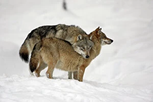 European Wolf - alpha male showing affection towards pack leader, the alpha female, in snow, winter