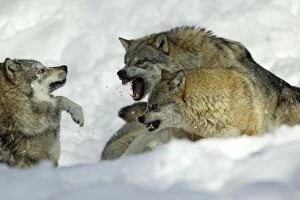 Images Dated 8th March 2006: European Wolf- male and female alpha wolf attacking rival male, in snow Bavaria, Germany