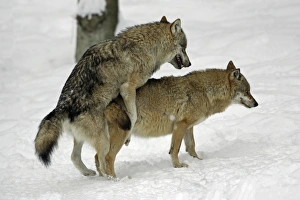 European Wolf - male and female alpha wolves copulating in snow, winter European Wolf - male and female alpha wolves copulating in snow, winter