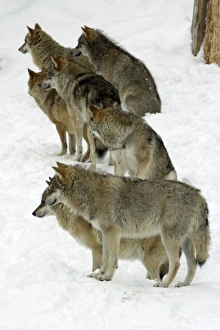 European Wolf - pack of 7 animals looking alert in snow, winter European Wolf - pack of 7 animals looking alert in snow, winter