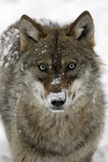 European Wolf - portrait of animal covered with snow European Wolf - portrait of animal covered with snow