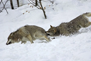 European Wolf - Young animal attacking the rank weakest animal in snow, winter European Wolf - Young animal attacking the rank weakest animal in snow, winter