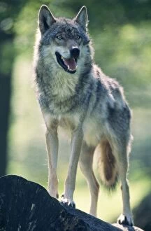 Images Dated 17th October 2005: Europepean Wolf