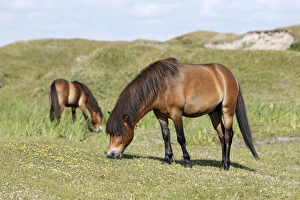 Exmoor Pony - 2 ponies grazing on marshland Exmoor Pony - 2 ponies grazing on marshland