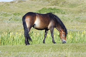 Exmoor Pony - grazing on marshland Exmoor Pony - grazing on marshland