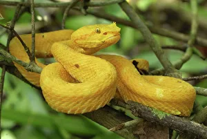 Eyelash Viper (Bothriechis schlegelii)