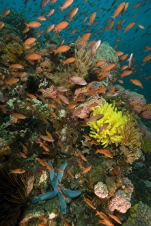 Fairy basslets - swim over a reef adorned with hard coral, colourful soft corals Fairy basslets - swim over a reef adorned with hard coral, colourful soft corals