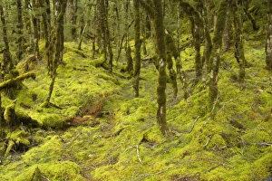 Fairy forest - magical Mountain Beech forest with thickly moss - and lichen-covered trees and ground Fairy forest - magical Mountain Beech forest with thickly moss - and lichen-covered trees and ground