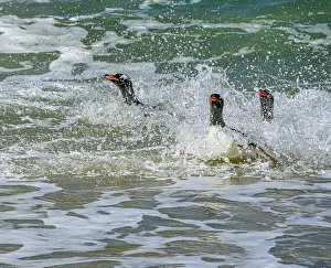 Pygoscelis Gallery: Falkland Islands, Gentoo Penguins emerge from the ocean