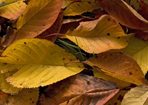 Fallen wild cherry leaves, autumn Fallen wild cherry leaves, autumn
