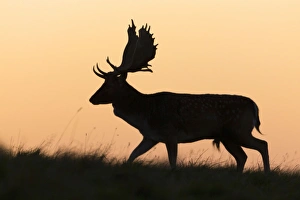 Fallow Deer - buck as silhouette moving along horizon at dusk - during the rut Fallow Deer - buck as silhouette moving along horizon at dusk - during the rut
