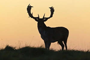 Fallow Deer - buck as silhouette standing on horizon at dusk - during the rut Fallow Deer - buck as silhouette standing on horizon at dusk - during the rut