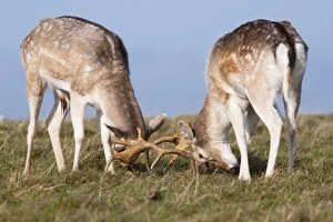 Images Dated 24th January 2009: Fallow Deer - Two bucks testing each other's strength