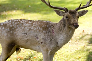 Fallow Deer - male showing wounds sustained during rut Fallow Deer - male showing wounds sustained during rut