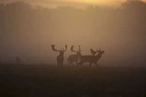 Fallow Deer - rutting deer bucks at sunrise Fallow Deer - rutting deer bucks at sunrise
