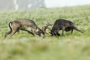 Aggression Gallery: Fallow Deer - Rutting - Richmond Park - UK