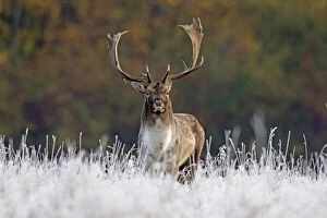 Images Dated 27th October 2012: Fallow Deer stag in frozen landscape