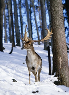 FALLOW DEER - stag, standing in snow FALLOW DEER - stag, standing in snow