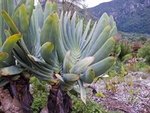 Fan Aloe. Kirstenbosch National Botanical Garden