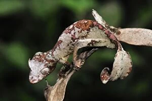 Images Dated 13th January 2008: Fantastic Leaf-tailed Gecko / Satanic Leaf-tailed Gecko - Andasibe-Mantadia National Park