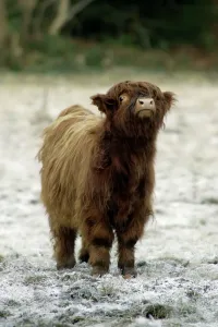 Highland Cow Prints: Highland Cow Calf Print - Inquisitive Scene from Lower Saxony, Germany