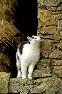 Prints of LA-6207 Farm cat Jean-Michel Labat Please note that prints are for personal display purposes only and may not be reproduced in any way. Related Prints: Farm Cat Print - Personal Display Only, Not for Reproduction