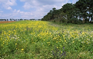 Farming - showing consevation headland & field margin, strips of land lying between Farming - showing consevation headland & field margin, strips of land lying between
