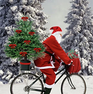 Images Dated 27th March 2013: Father Christmas - on bicycle cycling past Fir Trees covered in snow Digital Manipulation