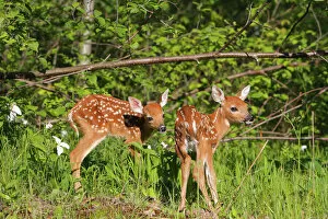Images Dated 23rd May 2009: FAWN. WHITE TAILED DEER