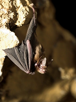 Female Bumblebee Bat / Kittis Hog Nosed bat Female Bumblebee Bat / Kittis Hog Nosed bat