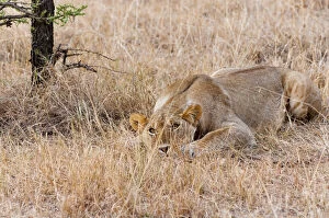 Images Dated 23rd January 2014: Female lion (Panthera leo), Msai Mara