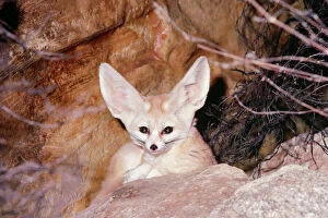 FENNEC FOX - peering over rock