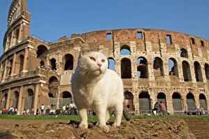 Images Dated 27th October 2005: Feral Cat - outside Coliseum, Rome, Italy