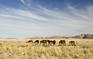 Feral / Wild Desert Horses - Group on the move through the desert after good rains Feral / Wild Desert Horses - Group on the move through the desert after good rains