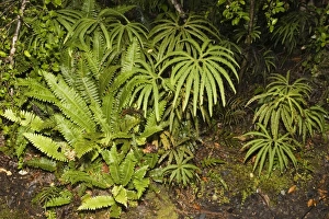 Ferns - variety of ferns on forest floor Lake Matheson Ferns - variety of ferns on forest floor Lake Matheson