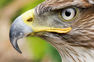 Ferruginous Buzzard / Hawk