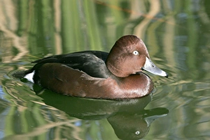 Ferruginous Duck - male Ferruginous Duck - male